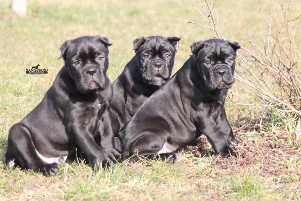 Cane Corso puppies from Mumbai. Breeder: Sangfroid Kennel